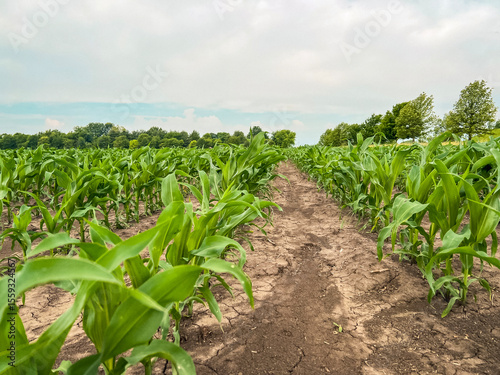 Rows of young corn crop plants in an agricultural field. Rural setting. Captured in early June in the Midwest USA. Soft morning sky.