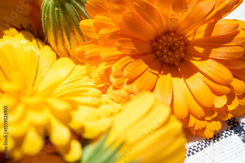 Close-up of vibrant orange calendula flower in full bloom. Macro view of marigold petals with rich texture and natural sunlight. Bright floral background