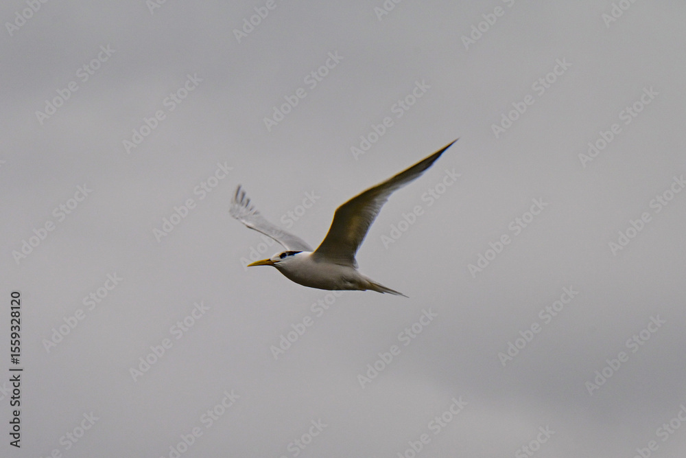 Obraz premium terns flying in a gray sky