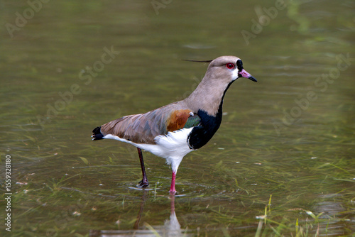 Southern lapwing bird walking in the water