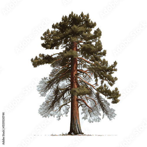 Realistic green tallest tree in the world sequoia on a white background - Vector illustration