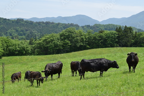 牛の放牧 高原牧場