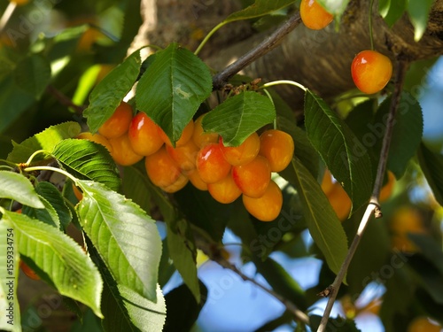 Detail of cherries on the branches of a wild cherry tree (Prunus avium)