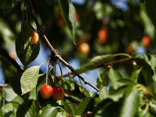 Detail of cherries on the branches of a wild cherry tree (Prunus avium)