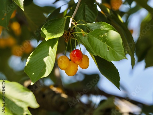 Detail of cherries on the branches of a wild cherry tree (Prunus avium)