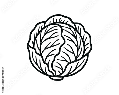 Cabbage Head Outline: A Simple and Clean Vector Illustration of a Leafy Green Vegetable