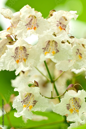 white flowers