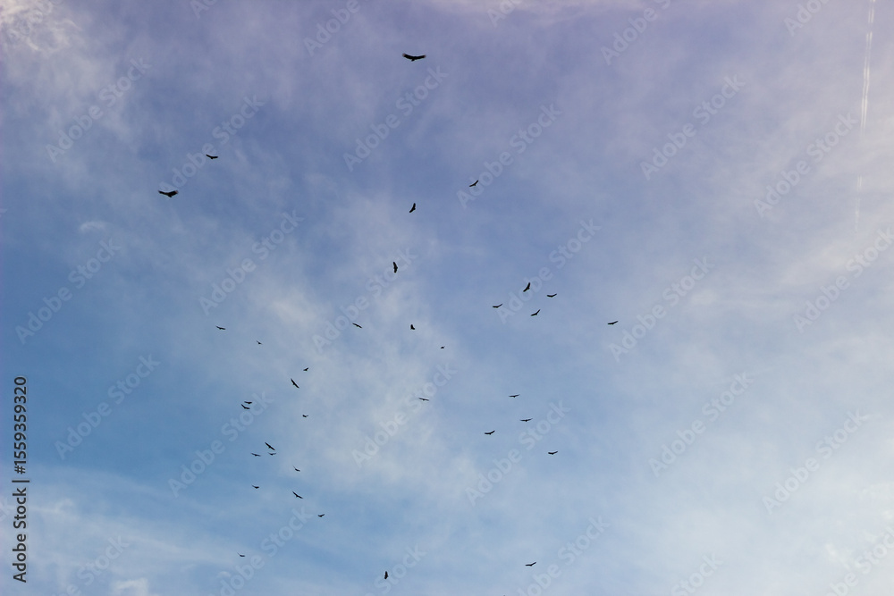 Obraz premium A flock of birds flying in the blue sky with white clouds.