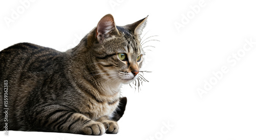 Tabby Cat Portrait Close Up.