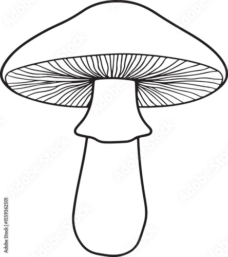 Minimalist boletus mushroom outline drawing for wild food projects