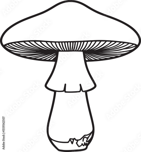 Modern boletus mushroom outline sketch for eco branding