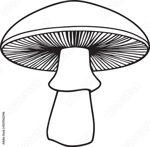 Classic boletus mushroom outline drawing with thick stem and broad cap
