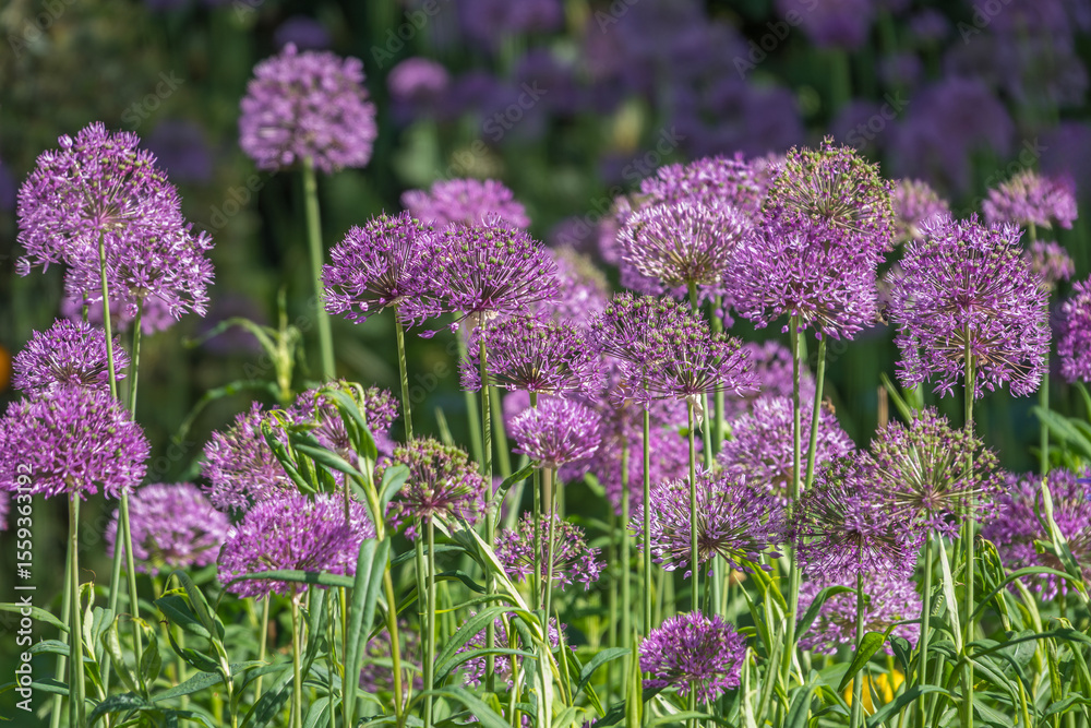 Obraz premium Zierlauch (Allium sp.)