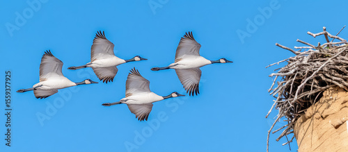 Four white birds with black wingtips fly towards a large nest on top of a stone pillar. Birds in flight, nest, clear sky