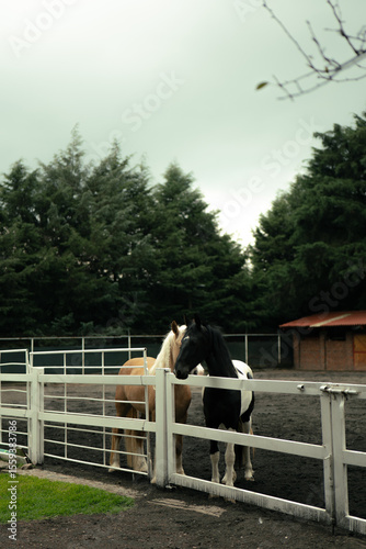 caballos en su corral con un bosque de fondo 