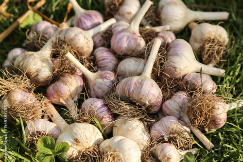 Bunch of Garlic closeup. Fresh raw organic garlic harvest with roots on grass on sun in sunlight in garden. Harvesting vegetables
