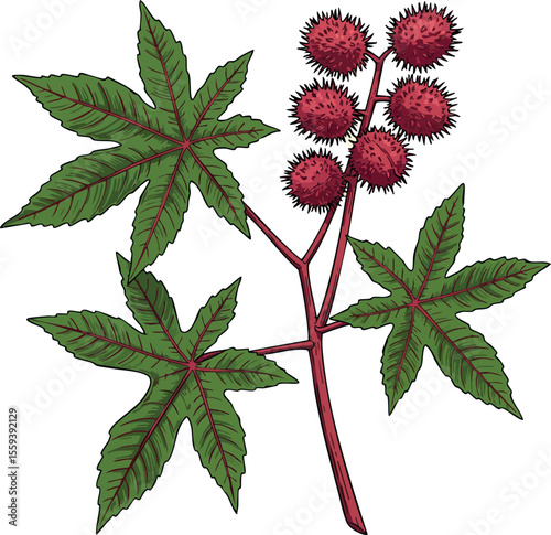 Castor Bean Plant with Spiky Red Seeds and Green Leaves Botanical Illustration 