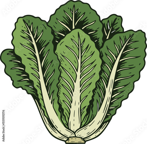 Romaine Lettuce Vector Illustration with Green Leaves and White Stems Natural Style