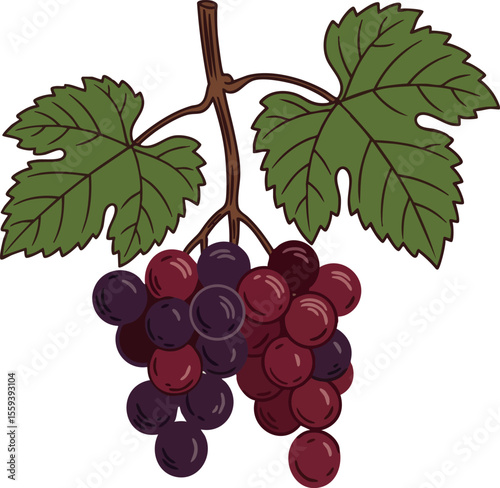 Grape cluster with green leaves vector illustration in natural colors for design use 