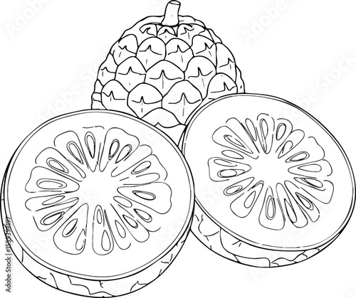 Pineapple fruit whole and sliced detailed line art vector illustration black and white 