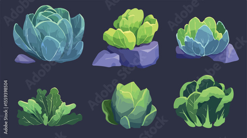 Fresh and Healthy Cabbage Isolated Icon Vector