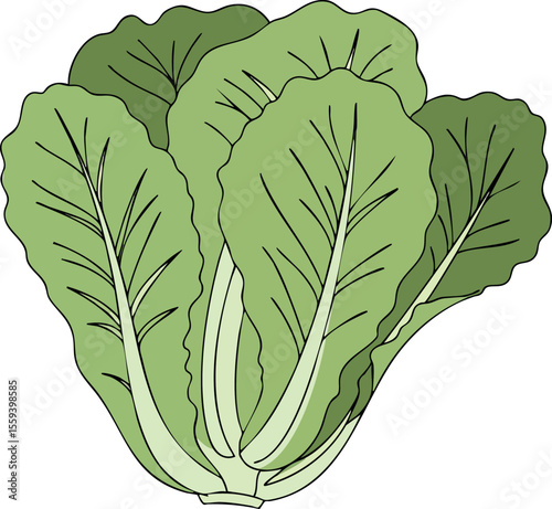 Fresh green lettuce vegetable leaves illustration for healthy diet and cooking recipes 