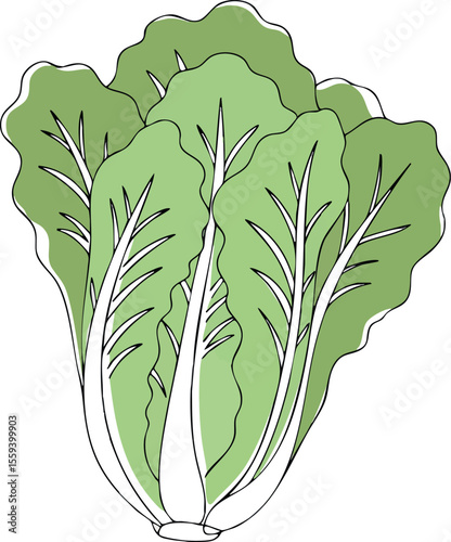 Fresh green lettuce vegetable leaves healthy food illustration vector art 