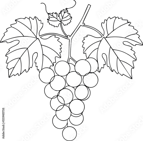 Grape cluster with vine leaves botanical outline drawing vector illustration natural fruit plant 