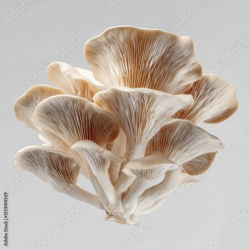 Pleurotus Ostreatus Fungi Macro Isolated on Light Background in Studio Light Photography Delicious and Fungi for Culinary Ingredient Healthy Food