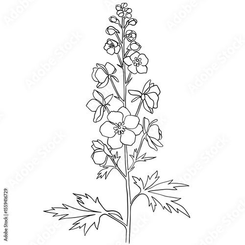 Delicate larkspur flower botany line art illustration, detailed drawing of a plant for herbal concept, vector symbol for education. engraving