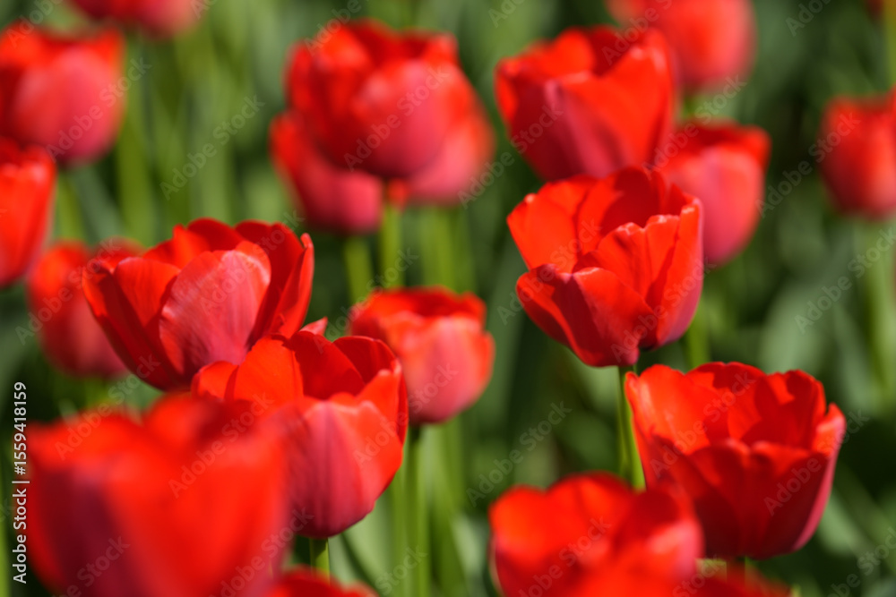 Fototapeta premium チューリップ006
