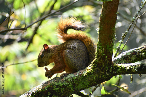 ardilla comiendo en árbol