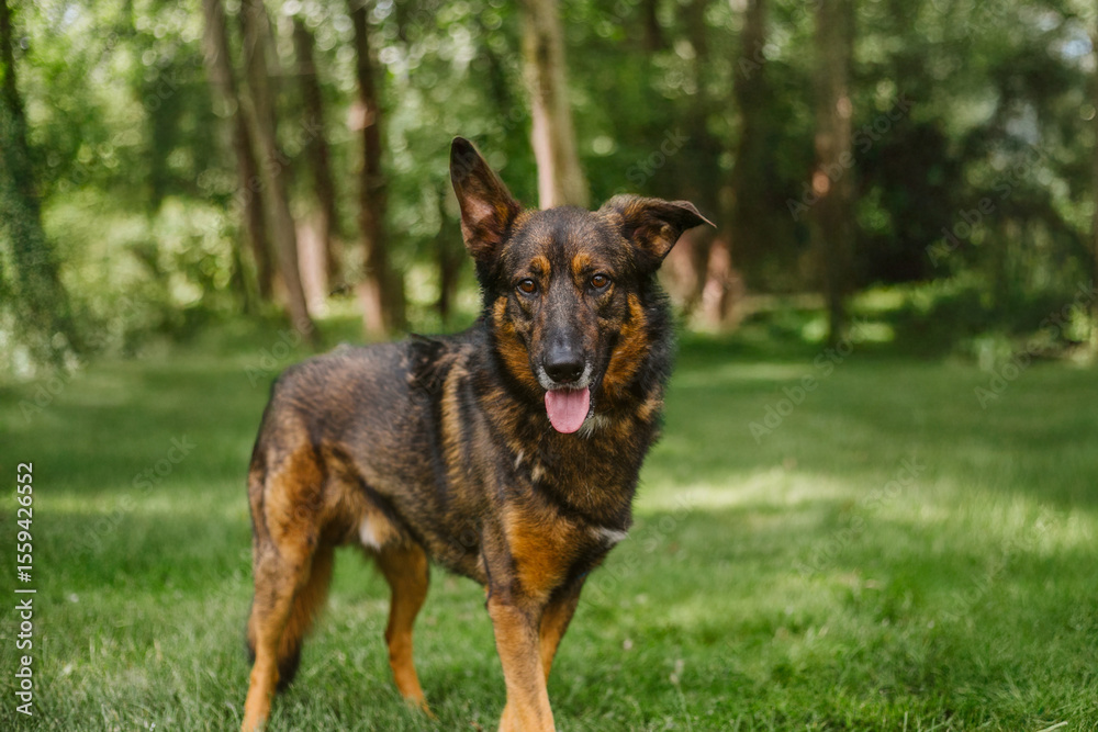 German Shepherd outside German Shepherd outside