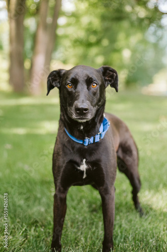 Wallpaper Mural Shy shleter dog outsode Torontodigital.ca