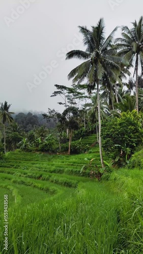 Wallpaper Mural View of coconut trees in a rice field area on the hills with a white mist background Torontodigital.ca