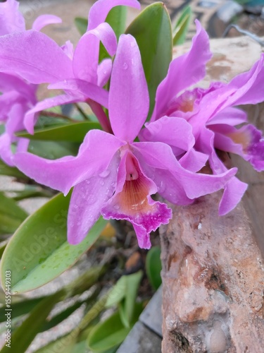 Cuadro en lienzo Guarianthe Skinneri Family Of Orchidaceae