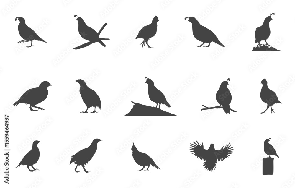 Fototapeta premium Quail bird svg, Quail bird silhouette, Quail svg, Quail silhouette, Bobwhite quail vector, Bobwhite quail silhouette.