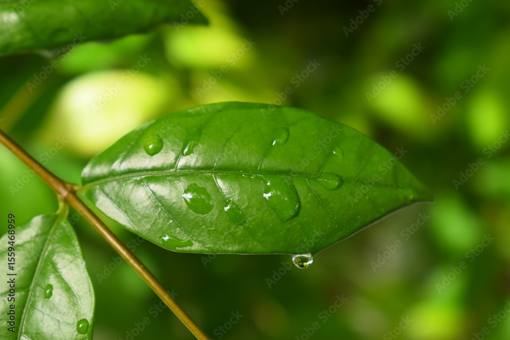 water drop on green leaf in the garden, natural background in springtime water drop on green leaf in the garden, natural background in springtime