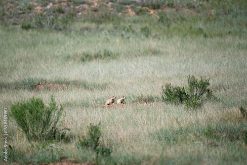 Bild auf Leinwand Two Prairie dogs standing and alert outside burrow, prairie dog village habitat