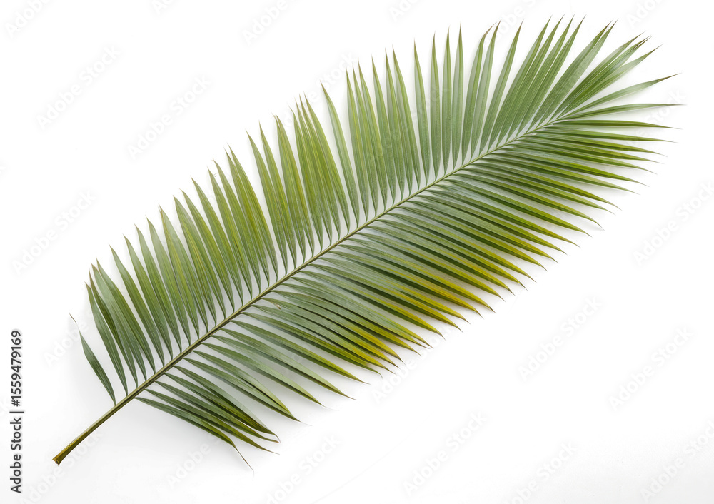 Obraz premium palm leaf isolated on white background.