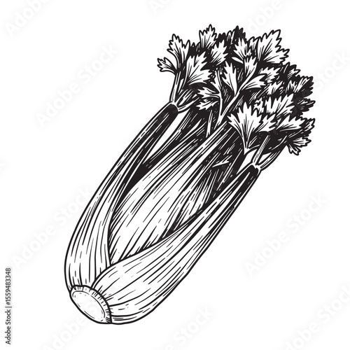 Detailed black and white vintage art silhouette illustration of a fresh celery stalk isolated on a clean white background