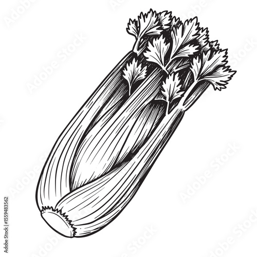 Detailed vintage art silhouette illustration of a fresh celery stalk with leaves isolated on a clean white background