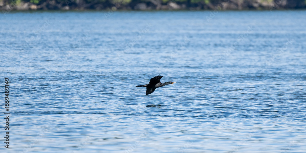 Obraz premium Birds in flight