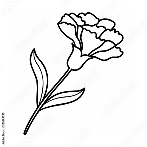 Black and white carnation flower illustration on white background