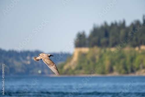Seagull in Flight