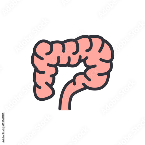 Simplified Anatomical Depiction Of The Human Colon With Pink Hue