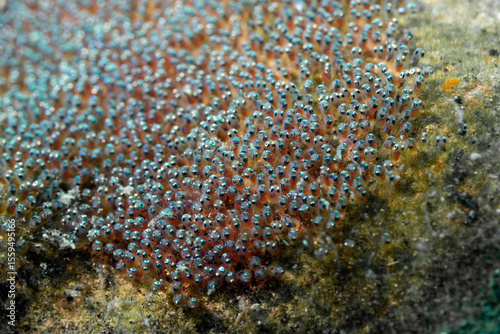 anemone fish eggs in lembeh ocean