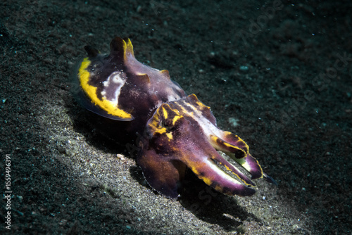 flamboyant cuttlefish in lembeh ocean photo