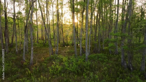 Florida swamp land in the late afternoon, with light streaming through the trees.