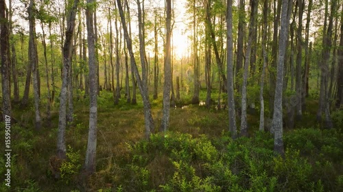 Florida swamp land in the late afternoon, with light streaming through the trees.